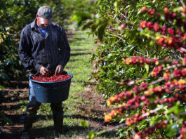 Peones Agrícolas Cosecha de Café en USA Empleo de Peón Agrícola en USA Empleo en Hawái Farm Laborers Coffee Harvest in the USA Farm Labor Jobs in the USA Jobs in Hawaii