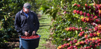 Peones Agrícolas Cosecha de Café en USA Empleo de Peón Agrícola en USA Empleo en Hawái Farm Laborers Coffee Harvest in the USA Farm Labor Jobs in the USA Jobs in Hawaii