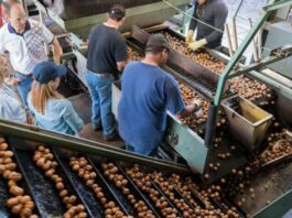 Personal para Carga y Empaque de Nuez empleo de empacador en estados unidos empleo sin experiencia en USA Personnel for Walnut Loading and Packaging