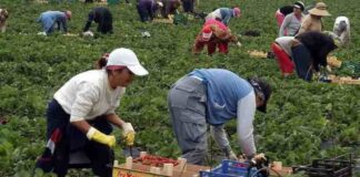 Trabajadores Agrícolas para la Siembra y Cosecha de Fresas y Calabacines en USA Agricultural Workers for Planting and Harvesting Strawberries and Zucchini in the USA