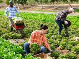 Trabajadores Generales de Granja Cosecha en Canadá Empleo en Columbia Británica Empleo sin experiencia en Canadá General Farm Harvest Workers in Canada Jobs in British Columbia