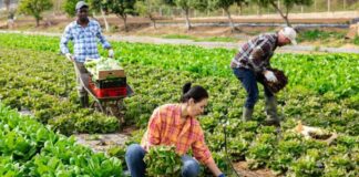Trabajadores Generales de Granja Cosecha en Canadá Empleo en Columbia Británica Empleo sin experiencia en Canadá General Farm Harvest Workers in Canada Jobs in British Columbia