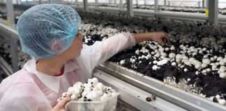 SE SOLICITAN TRABAJADORES DE COSECHA PARA GRANJA DE HONGOS (HOMBRES Y MUJERES), 28 VACANTES. PAGO $17.40 POR HORA Trabajadores de Cosecha Para Granja Empleo en Columbia Británica Trabajadores de Cosecha para cultivos de Hongos en Canadá Farm Harvest Workers Employment in British Columbia Mushroom Harvest Workers in Canada