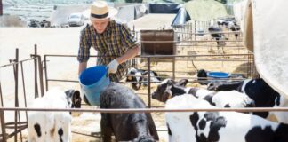 Trabajadores de Granja Ganadera en Canadá Empleado Para Rancho en Canadá Empleo en Nueva Escocia Empleo sin estudios Empleo sin experiencia en Canadá Livestock Farm Workers in Canada