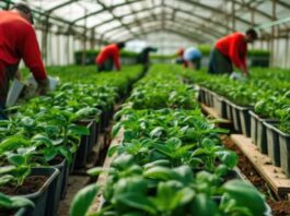 Trabajadores de Invernadero en Canadá Empleo en Alberta Empleo sin experiencia en Canadá Greenhouse Workers in Canada Employment in Alberta Employment without experience in Canada