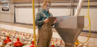Ayudante Avícola en España Empleo en Murcia Empleo sin experiencia en España Poultry Assistant in Spain Jobs in Murcia Poultry Production in Spain