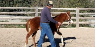 Ayudantes Para Rancho de Caballos Empleo en Wayne Empleo en Oklahoma Wayne Oklahoma