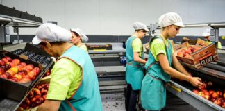 Manipuladoras de Fruta y Verdura empleo de envasador en España empleo en Murcia Selection Packaging and Labeling of Fruits and Vegetables jobs in Spain jobs in Murcia