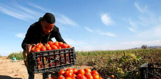 Peón Agrícola en España Empleo en Navarra peones agrícolas en España Trabajo estable Agricultural Laborer in Spain Employment in Navarra agricultural laborers in Spain Stable work