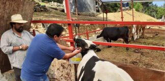 Peones Para Granja de Ganado Bovino en España Empleo sin experiencia en España Empleo en Lugo Laborers for Cattle Farm in Spain Jobs without experience in Spain Jobs in Lugo