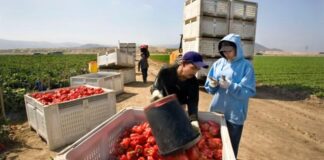 SE NECESITAN TRABAJADORES/AS AGRÍCOLAS (CULTIVO DE VEGETALES) 30 VACANTES. NO REQUIERE EXPERIENCIA, SE CAPACITARÁ. PAGO $17.40 POR HORA Trabajadores Agrícolas Cultivo de Vegetales Empleo en Ontario Empleo sin experiencia en Canadá Peones Agrícolas para Cultivo de pimientos Agricultural Workers Vegetable