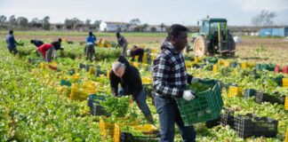 Trabajadores Agrícolas Para Granja de Vegetales en Canadá Empleo en Ontario Empleo sin experiencia en Canadá Agricultural Workers for Vegetable Farm in Canada