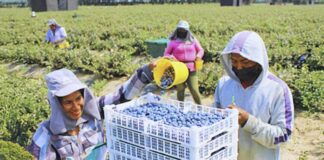 Trabajadores Agrícolas en USA Cultivo de arandanos en Estados Unidos Empleo en Loris Empleo en Carolina del Sur Agricultural Workers in the USA Blueberry cultivation in the United States