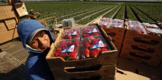 Trabajadores Agrícolas y Obreros Cosecha de Fresas Arándanos Moras Empleo en Florida Trabajadores Agrícolas en USA Agricultural Workers and Laborers Harvesting
