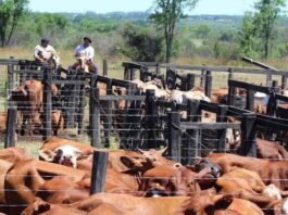 Trabajadores Ganaderos en USA Empleo en Richmond Empleo en Minnesota Rancho en USA Livestock Workers in the USA Employment in Richmond Employment in Minnesota Ranch in the USA