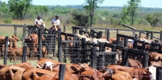 Trabajadores Ganaderos en USA Empleo en Richmond Empleo en Minnesota Rancho en USA Livestock Workers in the USA Employment in Richmond Employment in Minnesota Ranch in the USA
