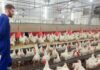 Trabajadores de Granja Avícola en Canadá Woodham Empleo en Ontario Empleo sin experiencia en Canadá Poultry Farm Workers in Canada Woodham Jobs in Ontario Jobs without experience in Canada