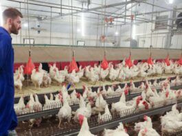 Trabajadores de Granja Avícola en Canadá Woodham Empleo en Ontario Empleo sin experiencia en Canadá Poultry Farm Workers in Canada Woodham Jobs in Ontario Jobs without experience in Canada