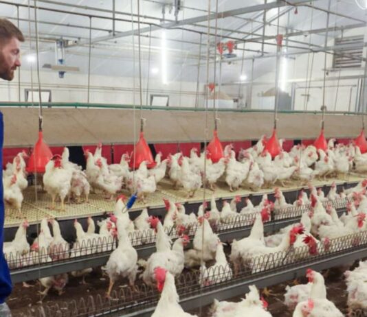 Trabajadores de Granja Avícola en Canadá Woodham Empleo en Ontario Empleo sin experiencia en Canadá Poultry Farm Workers in Canada Woodham Jobs in Ontario Jobs without experience in Canada