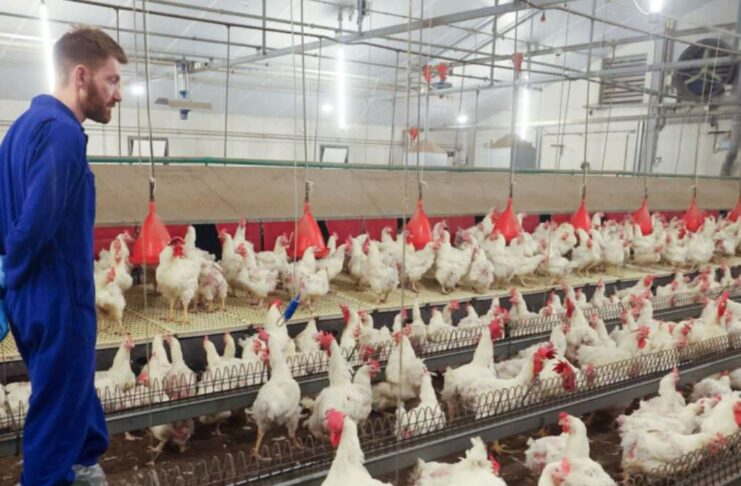 Trabajadores de Granja Avícola en Canadá Woodham Empleo en Ontario Empleo sin experiencia en Canadá Poultry Farm Workers in Canada Woodham Jobs in Ontario Jobs without experience in Canada