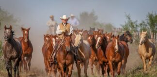 Trabajadores/as Para Rancho de Caballos en USA Empleo en Gainesville Empleo en Florida Horse Ranch Workers in the USA Employment in Gainesville Employment in Florida