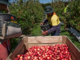 Agrícolas en Canadá Cosecha de Manzanas en Canadá Empleo sin experiencia en Canadá empleo en Ontario Apple Harvest in Canada Jobs without experience in Canada