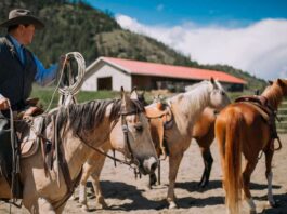 Ayudante Para Granja de Caballos Preparador de Caballos Empleo en Williston Empleo en Florida empleado para granja en Estados Unidos Horse Farm Helper Horse Trainer in USA