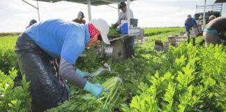 Peones Agrícolas en USA Trabajadores de Campo en USA Cosecha de Apio en USA Empleo en California Farm Laborers Celery Harvest in the USA Employment in California