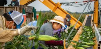 Peones/as Agrícolas Cosecha de Maíz Dulce y Judías Verdes Empleo en Virginia Empleo sin experiencia en USA Agricultural Laborers Employment without experience in the USA