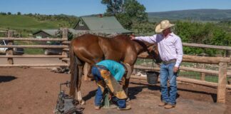 Trabajadores Para Granja de Caballos Empleo en Oklahoma Granja de Caballos en USA Empleo sin experiencia en USA Horse Farm Workers Jobs in Oklahoma Horse Farms in the USA