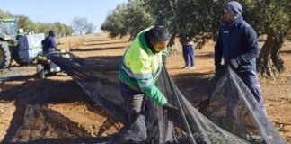 Trabajadores de Campo Geyserville Empleo en Californias Geyserville Field Workers Employment in California