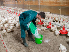 Trabajadores de Granja Avícola en Ontario Trabajador de Granja Avícola en Canadá Poultry Farm Workers in Ontario Poultry Farm Worker in Canada Empleo sin experiencia