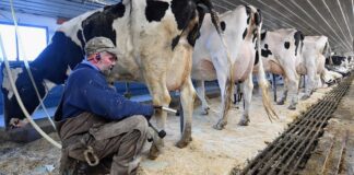 Trabajadores de Granja Lechera en Arthur empleo en Ontario Empleo en Empleado Para Rancho en Canadá Dairy Farm Workers in Arthur employment in Ontario Canada