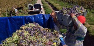 Trabajadores de Viña en Texas Empleo de peón en Estados Unidos Empleo sin experiencia en USA Vineyard Workers in Texas Employment without experience in the USA