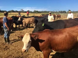 Ayudantes de Rancho Trabajador Agrícola Trabajador Ganadero empleo sin experiencia en USA Empleo en Sidney Empleo en Montana Ranch Helpers Agricultural