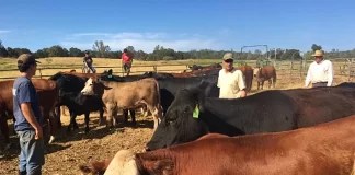 Ayudantes de Rancho Trabajador Agrícola Trabajador Ganadero empleo sin experiencia en USA Empleo en Sidney Empleo en Montana Ranch Helpers Agricultural