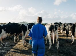 Ayudantes para Granja empleo en Palmer empleo en Kansas empleado para granja en USA Empleo sin experiencia Granja Lechera Farm Helpers job employee in USA Job without experience Dairy Farm