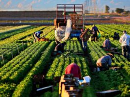 Peón Agrícola Hombre y Mujer Granja de Verduras y Frutas en España Empleo sin experiencia en España Agricultural Laborers Vegetable and Fruit Farm