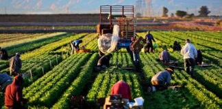 Peón Agrícola Hombre y Mujer Granja de Verduras y Frutas en España Empleo sin experiencia en España Agricultural Laborers Vegetable and Fruit Farm