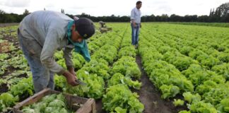 Peón/a Agrícola en España empleo en València Peón/a Agrícola en España Agricultural Laborer in Spain employment in Valencia Agricultural Laborer in Spain