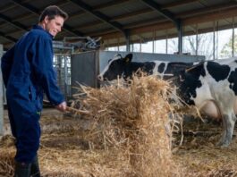 Ayudantes Generales Para Granja de Ganado en Canadá Empleo en Manitoba Empleo sin experiencia en Canadá General Farm Helpers in Canada