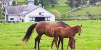 Ayudantes Para Rancho de Caballos Preparadores de Caballos caballos de salto de nivel internacional empleo en Nueva York Horse Ranch Helpers Horse Trainers International Level Jumping Horses