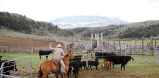 Ayudantes de Rancho Empleo en Stevensville Empleo en Montana Ayudantes de Rancho en USA Empleo sin experiencia en USA Ranch Helpers Jobs in Stevensville Jobs in Montana