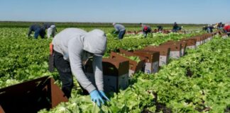 Trabajadores de Campo cosecha de apio lechuga acelga col rizada empleo en Oxnard empleo en California Field Workers Harvest Celery Lettuce Swiss Chard Kale