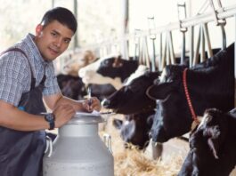 Trabajadores de Granja Lechera en Canadá Empleo en Columbia Británica Empleo sin experiencia en Canadá Dairy Farm Workers in Canada Jobs in British Columbia