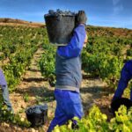 Viñedos Cultivo y Recolección de Uvas Empleo en Alicante empleo sin experiencia en España Personnel for Vineyards Cultivation and Harvesting of Grapes