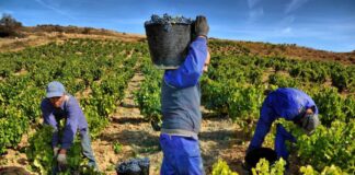 Viñedos Cultivo y Recolección de Uvas Empleo en Alicante empleo sin experiencia en España Personnel for Vineyards Cultivation and Harvesting of Grapes