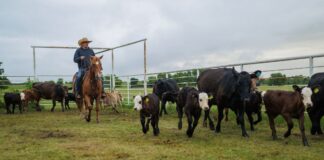 Ayudantes de Rancho de ganado en Wyoming Empleo sin experiencia en Estados Unidos Ranch Helpers in Wyoming - No Experience Jobs in the United States