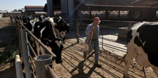 Ayudantes de Rancho en USA empleo en Longmont empleo en Colorado Ranch Helpers in USA jobs in Longmont jobs in Colorado