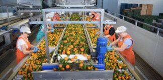 Envasadores de Cítricos en España Personal de almacén en Murcia Envasadores Citrus Packers in Spain Warehouse Staff in Murcia Packers